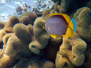 Red Sea Soft Coral, Dendronephthya