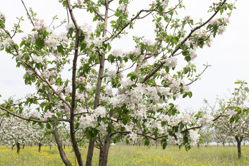 Fototapeta premium Delicate flowers of a cherry tree.