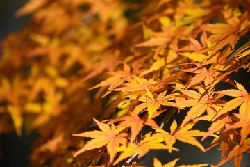 紅葉