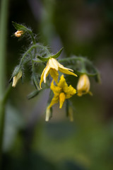 Tomatenblüten (Solanum lycopersicum)
