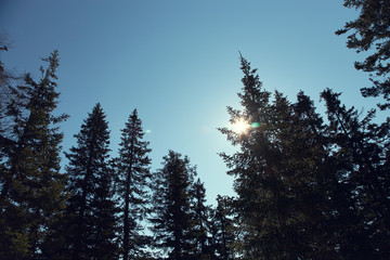scenic winter dark landscape. forest with fir trees.