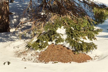 anthill in a snow thawed patch. winter scene.