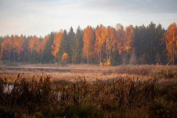 Jesień jezioro trzcina drzewa