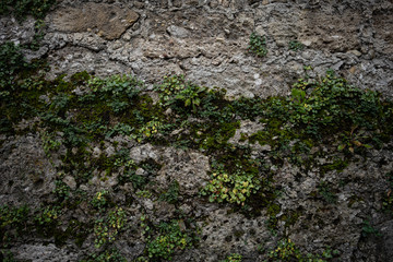 moss on the wall