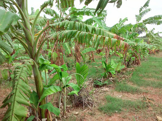 Areca Trees in the field, plantation, trees and background sky