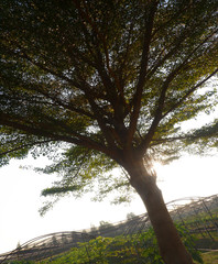 Obraz premium ภาพถ่าย