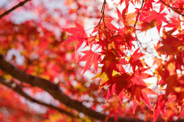 紅葉