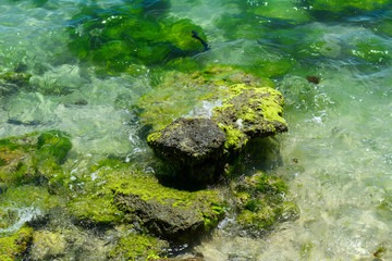 Green algae on a rock in the middle of the sea