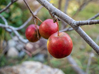Red apple hanging on a branch, with a blurred background