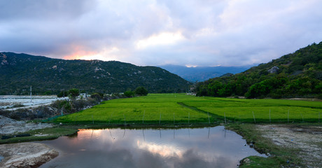 Rice field under sun light at spring time