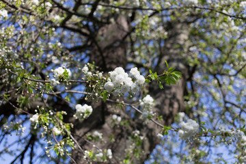 Delicate flowers of a cherry tree.