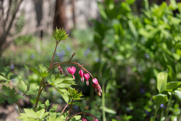 Beautiful view of the flower.