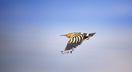 Beautiful Hoopoe, Eurasian Hoopoe Upupa epops, breast profile, trickling through the sky. © Jiří Fejkl