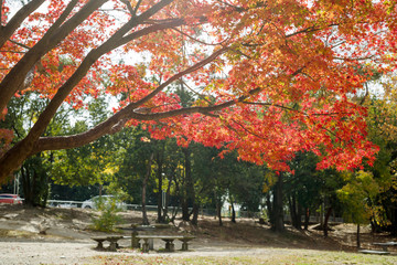 服部緑地の紅葉