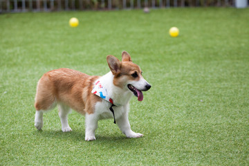 Fun puppies in a private playground	