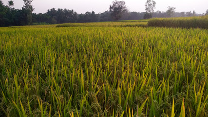 green wheat field background sky