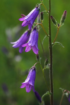 dzwonek syberyjski Campanula sibirica
