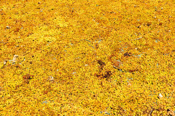 Sultanina sun raisings grapes placed on flat ground to air dry. Rural Archanes region vineyards, Heraklion, Crete, Greece. Sun raising production concept.