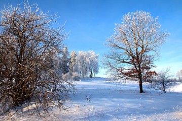 Beautiful sunny winter day with white trees,cold winter day