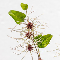 fiori e foglie di clematis vitalba su fondo bianco