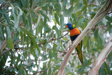 Animals Birds in Queensland Australia Eagleby Wetlands 