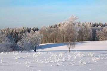 Beautiful sunny winter day with white trees,cold winter day