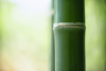 Bamboo stalks, Green leaf on blurred greenery background. Beautiful leaf texture in sunlight. Natural background. close-up of macro with free space for text.