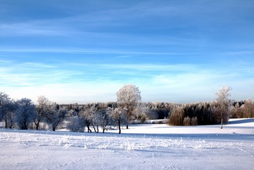 Beautiful sunny winter day with white trees,cold winter day