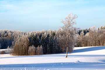 Beautiful sunny winter day with white trees,cold winter day