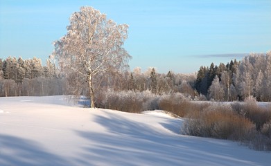 Beautiful sunny winter day with white trees and asphalt road in the foreground