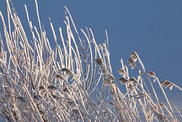 Beautiful sunny winter day with white trees,cold winter day