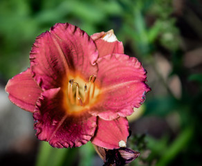 Taglilie (Hemerocallis fulva) 
