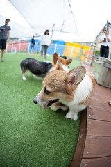 Fun puppies in a private playground	