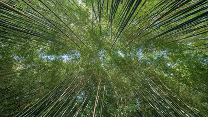 Canopy of Bamboo Trees