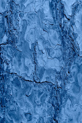 Tree bark texture. Blue toned old Pine tree close up. Tree bark natural background. Organic texture. Natural background