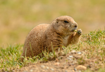black tailed prairie dog eating grass