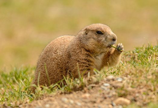 Black Tailed Prairie Dog Eating Grass