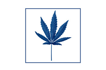 Hemp leaf close up. Marijuana drugs is produced from Cannabis leaf.