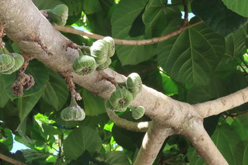 Figs of himalaya
