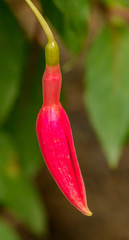 red fuchsia flower bud macro