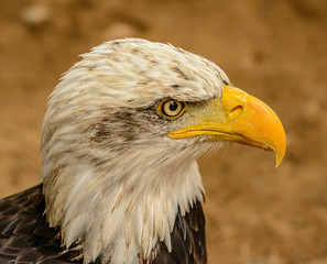 portrait of an bald eagle side