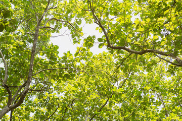 Teak tree in the forest 