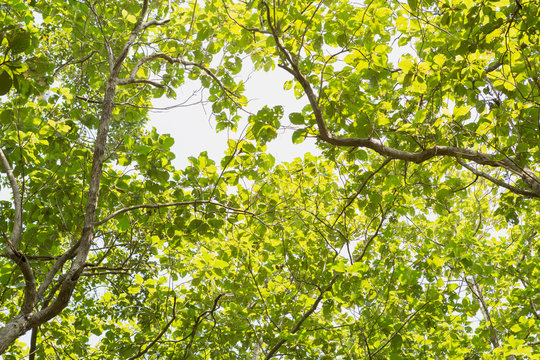 Tree sale photo background