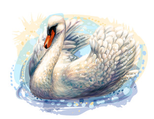The swan is swimming. Hand-drawn, artistic, flowered image of a swan bird on a white background in a watercolor style.