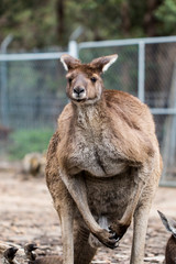kangaroo standing