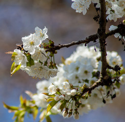 Kirschblüten. Zweig