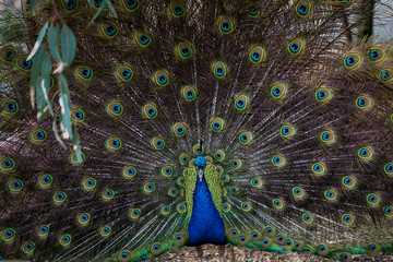 Obraz premium Male peacock with open tail