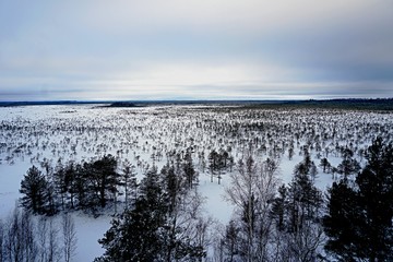 The snow covered lonely naked trees in swamp area. Winter time. Graphic tree winter background.