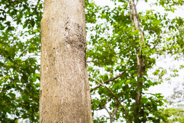 Obraz premium tree in the forest