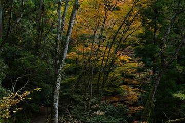 石段のある薄暗い山林の風景